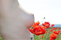 Babes: young black haired girl outside on the field with red poppies